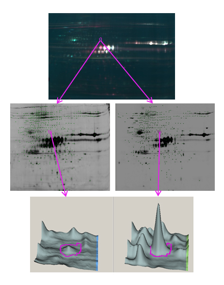 Overview of comparative meningococcal proteomics project using gel based Decyder™ technology