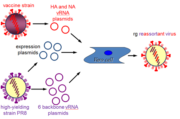 Schematic representation of the generation of a reassortant influenza virus by reverse genetics technology