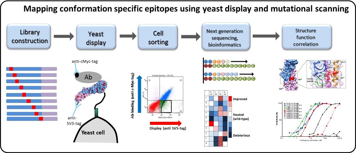 Epitope mapping using yeast display and mutational scanning
